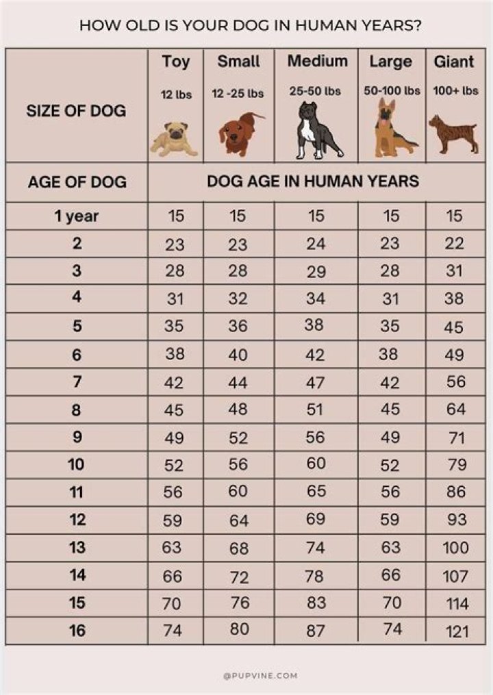 Can an 11 year old dog sit?