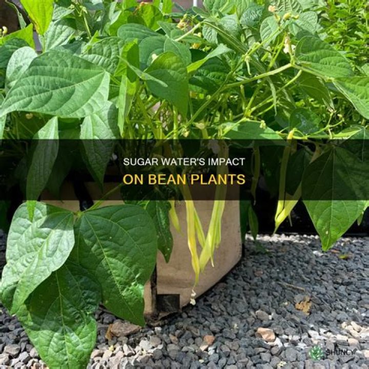 How does sugar affect bean plant growth?
