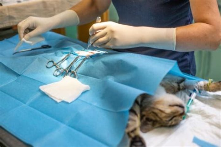 How many surgeries do vets do a day?