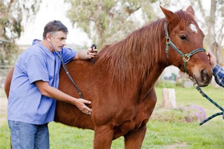 How much do horse vet techs make?