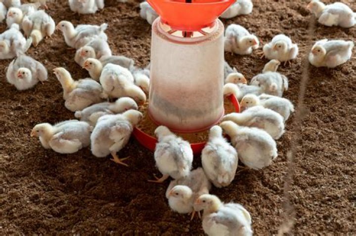 How much does a chicken farmer make per chicken?