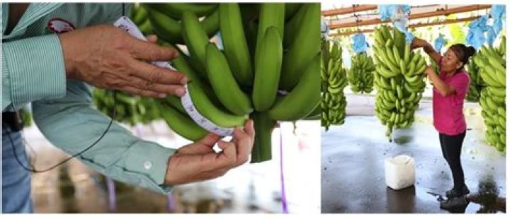 How much does a Fairtrade banana farmer earn?