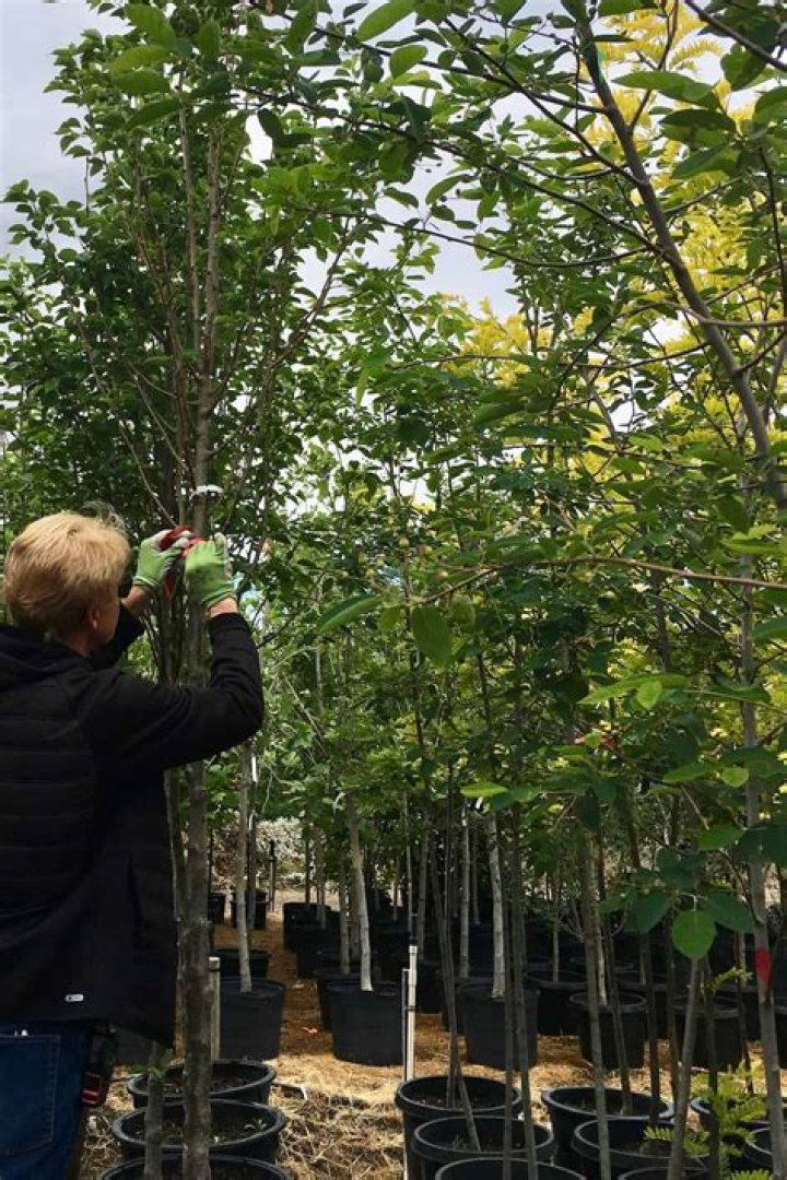 How much does a grown fruit tree cost?