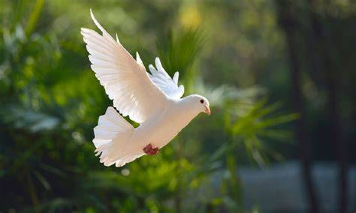 How much does a pair of doves cost?