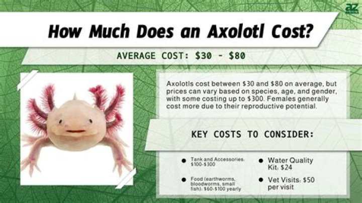 How much does a vocalist cost?