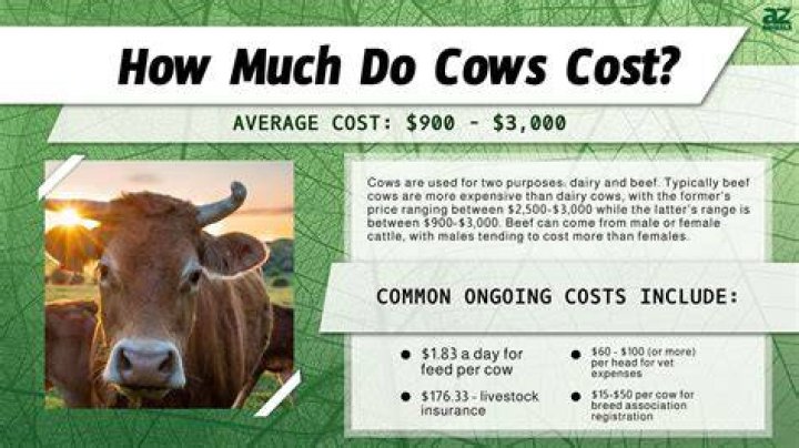 How much does it cost to buy a fruit tree?