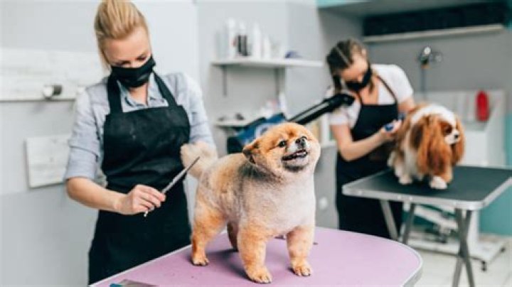 How much money does a dog groomer get a year?