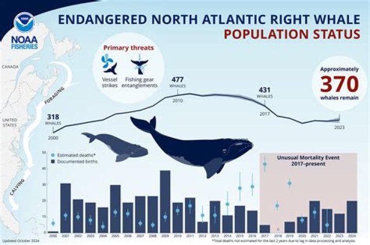 How much money does the whaling industry make?