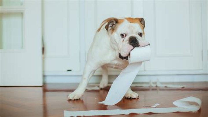 Is it bad if my dog eats newspaper?