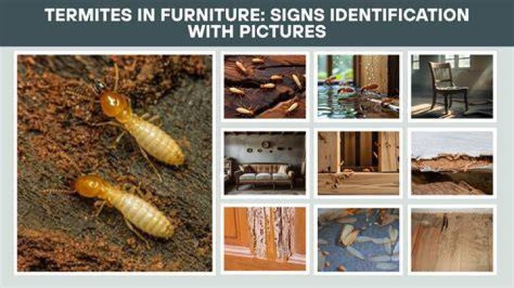 Is it bad to buy a house that has had termites?