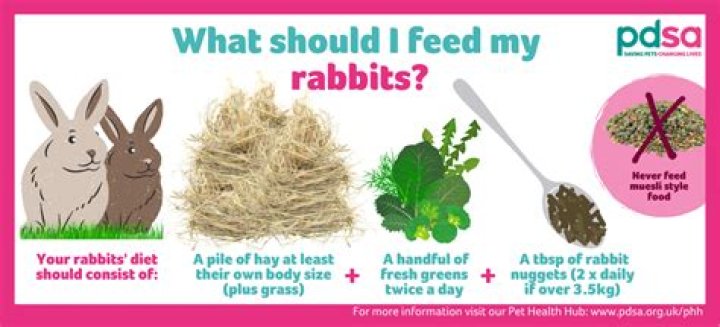 Is it OK for my rabbit to eat newspaper?