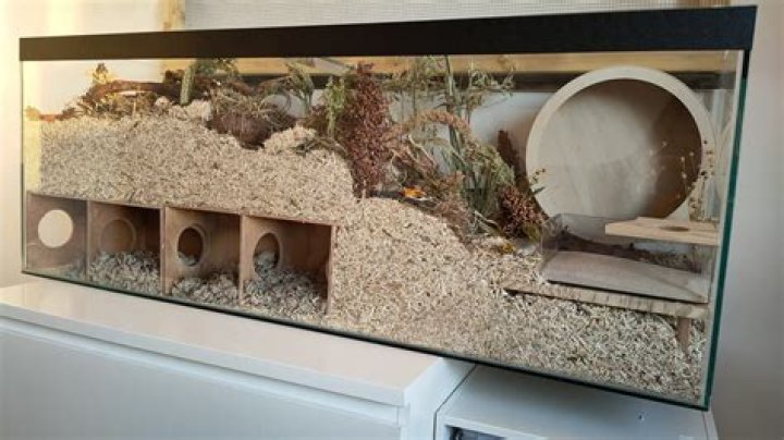 Is it OK to put newspaper in a hamster cage?