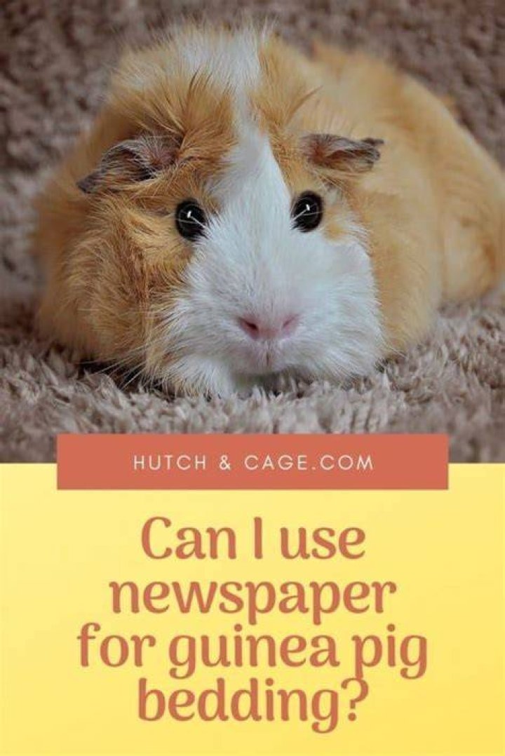 Is newspaper safe for guinea pig bedding?