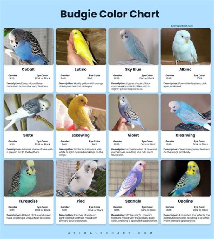 Is newspaper toxic to budgies?