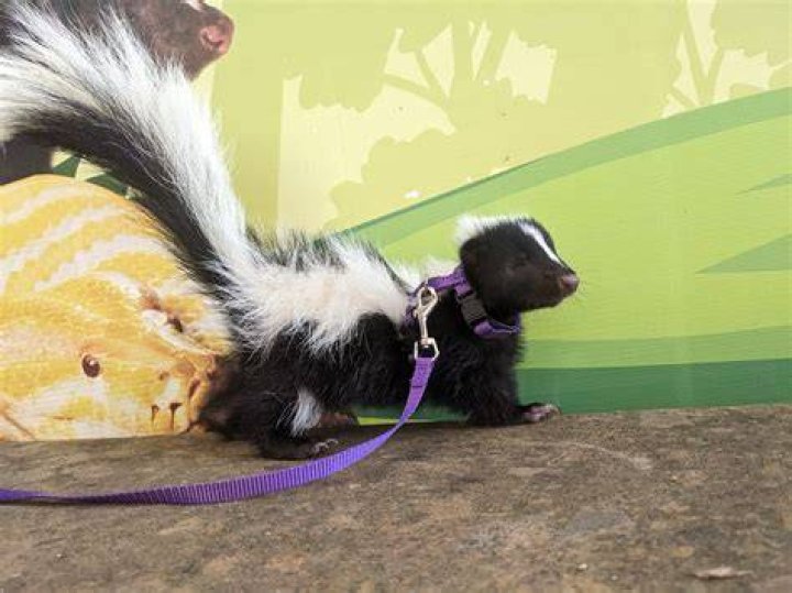 Is smelling skunk good for you?