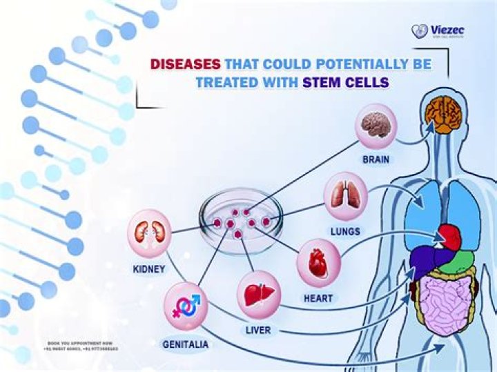 What are 3 potential uses for stem cells in medicine?
