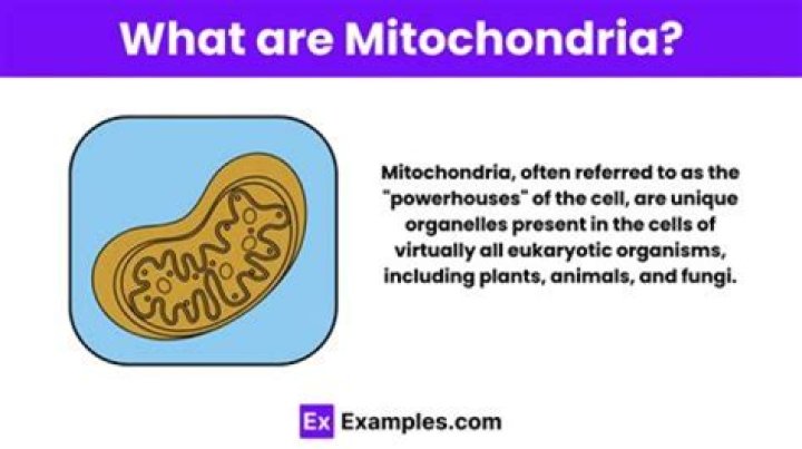 What are examples of mitochondria?
