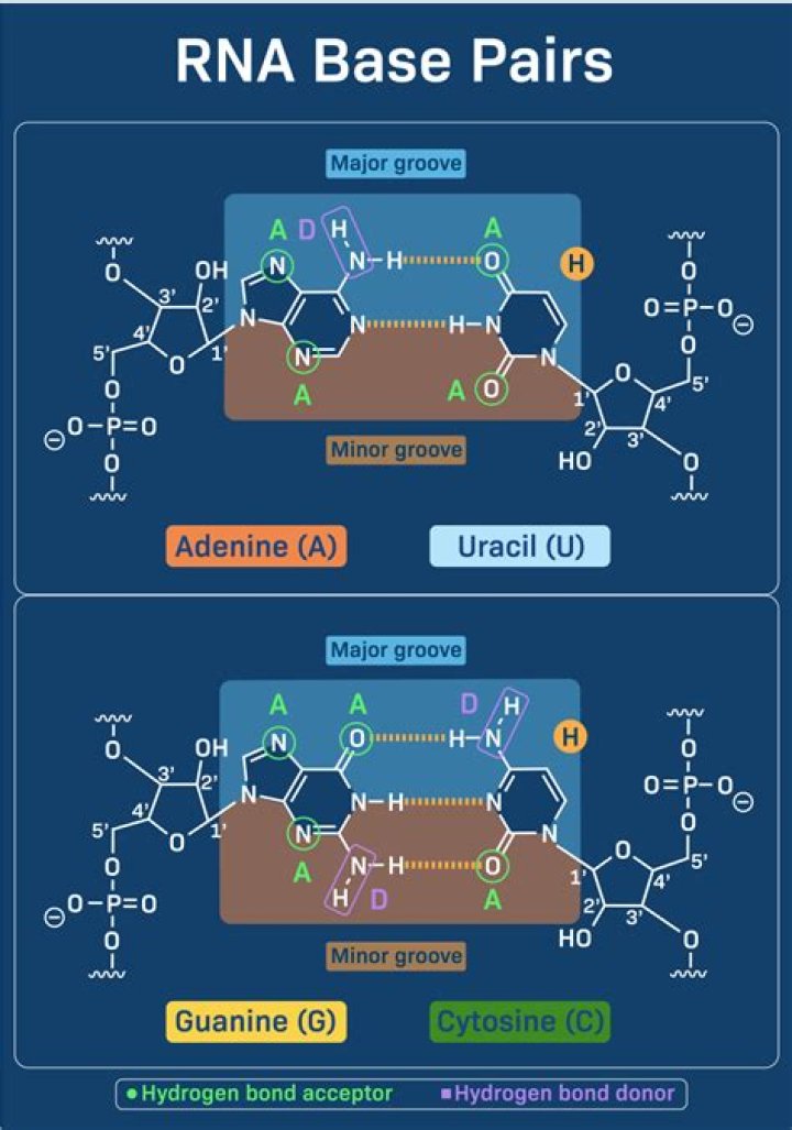 What are the 4 in RNA?