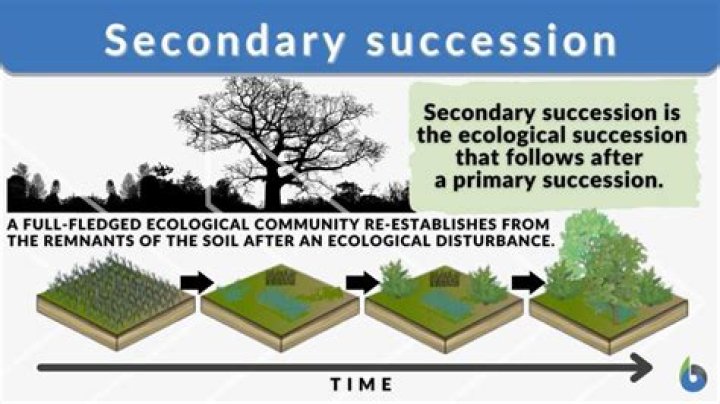 What are the factors affecting succession?