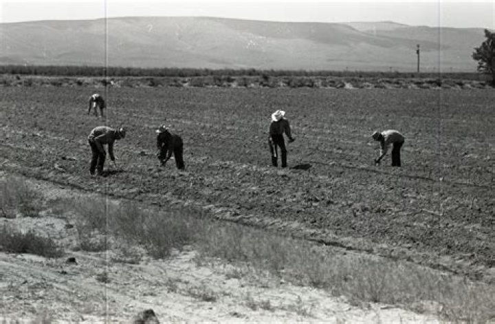 What crops did migrant workers pick in the 1930s?