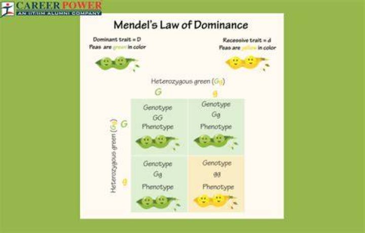What is principle of dominance explain with example?