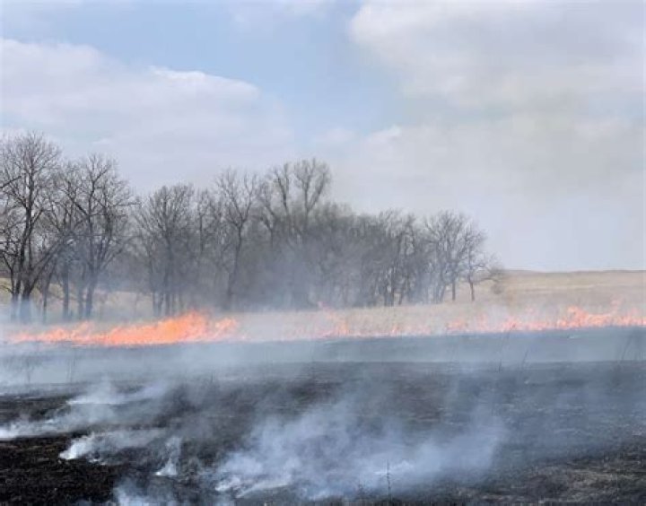 What is the cause of muck fires in tangerine?
