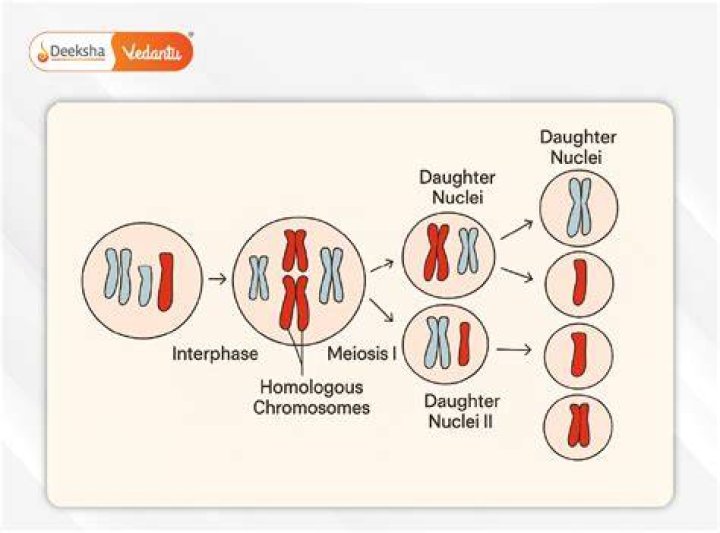 What ratio increases when a cell divides into two smaller cells?