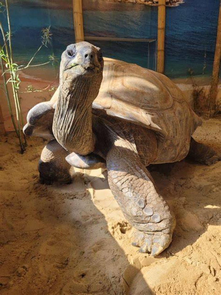 What Turtleback means?