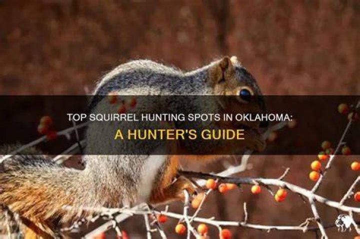 Where is the best place to squirrel hunt?