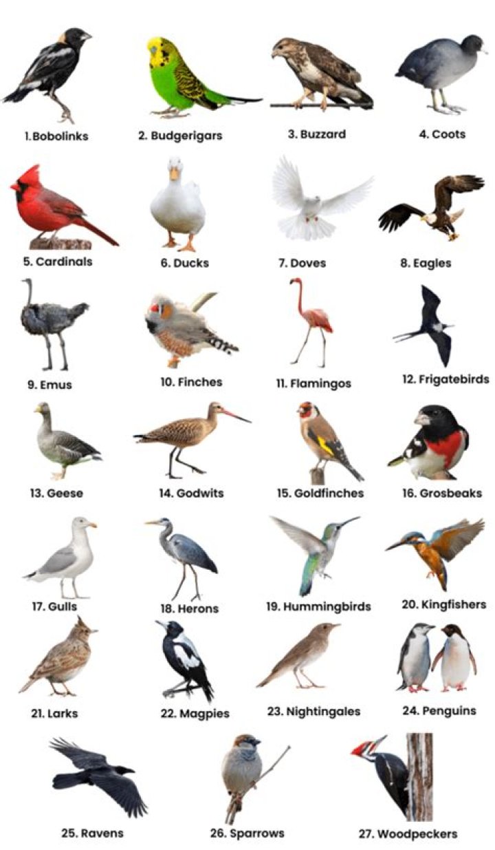 Which bird is often associated with delivery?