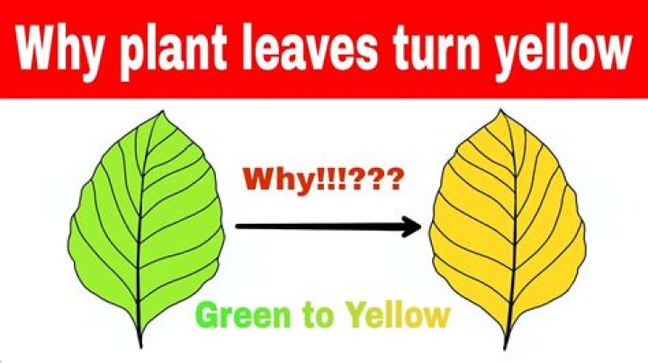 Why do some newspaper turn yellow?