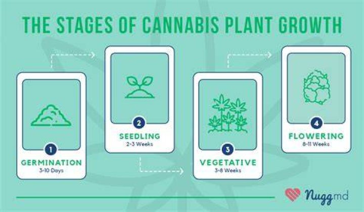Why is my weed plant taking forever to grow?