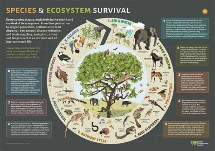 Why Philippines has a rich ecosystem?